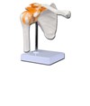 Modello articolazione spalla Modello articolazione spalla