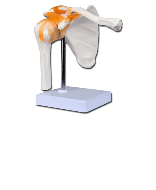 Modello articolazione spalla Modello articolazione spalla