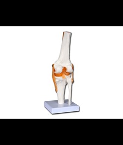 Modello articolazione del ginocchio
