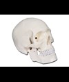 MODELLO CRANIO LINEA "VALUE" - 1X