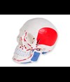 MODELLO CRANIO LINEA "VALUE" - 1X numerato