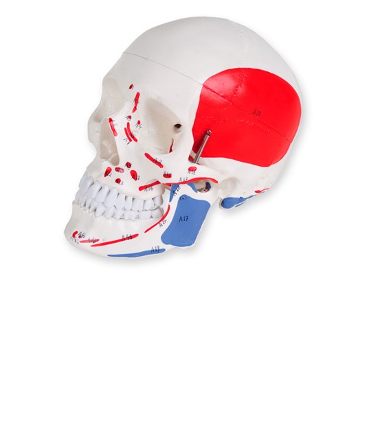 Modello cranio umano numerato Modello cranio umano numerato