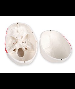 Modello cranio umano numerato