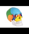 MODELLO CRANIO COLORATO LINEA "VALUE"- 3 parti - 1X