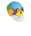 Modello cranio umano colorato Modello cranio umano colorato
