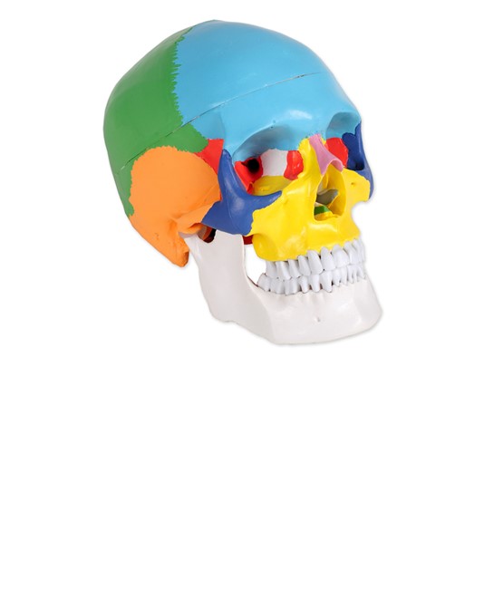 Modello cranio umano colorato Modello cranio umano colorato