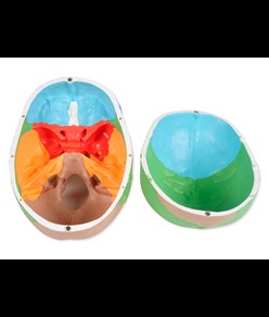 Modello cranio umano colorato