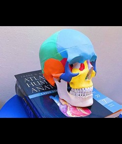 Modello cranio umano colorato