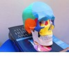 Modello cranio umano colorato Modello cranio umano colorato