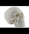 MODELLO CRANIO - 3 parti - 1X