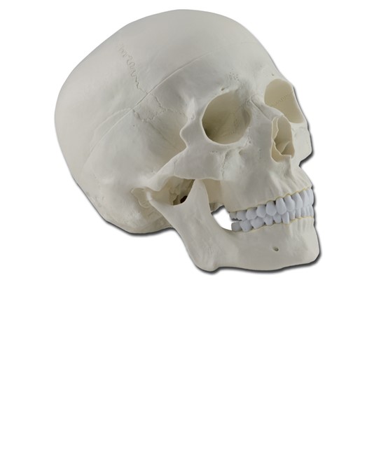 Modello cranio umano Modello cranio umano