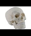 MODELLO CRANIO NUMERATO - 3 parti - 1X