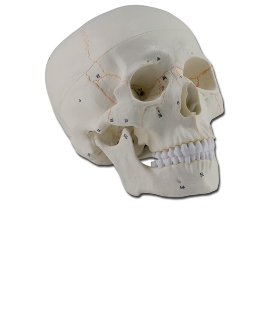 Modello cranio numerato Modello cranio numerato