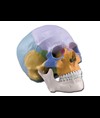 MODELLO CRANIO COLORATO - 3 parti - 1X