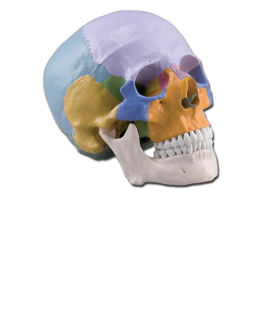 Modello cranio colorato Modello cranio colorato