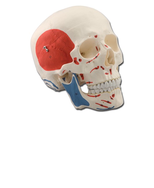 Modello cranio umano con muscoli Modello cranio umano con muscoli