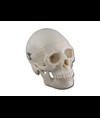MODELLO MINI CRANIO - 0,5X