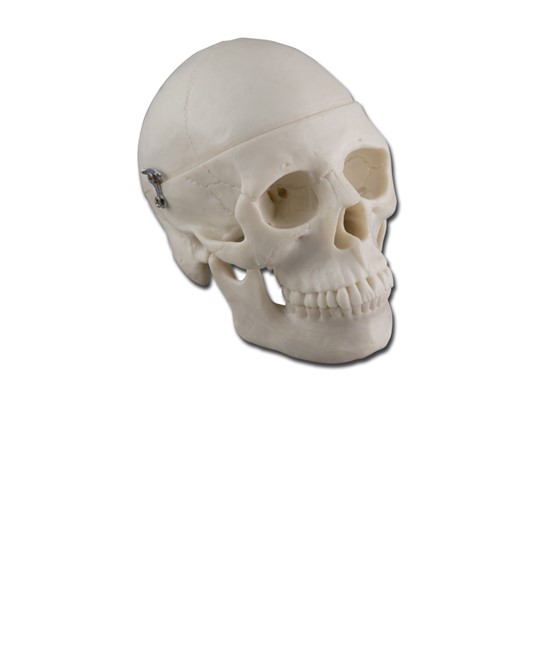 Modello mini cranio Modello mini cranio