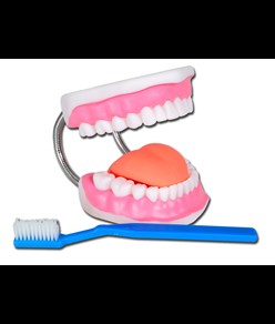 Modello di igiene orale