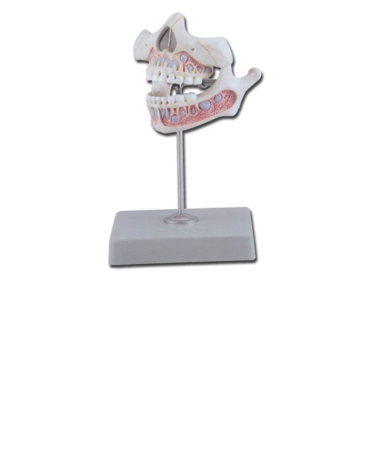 Modello denti da latte Modello denti da latte