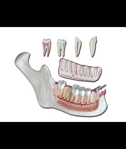 MANDIBOLA - 6 parti