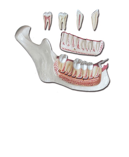 MANDIBOLA - 6 parti