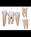 SET 3 DENTI (canino, molare, incisivo)
