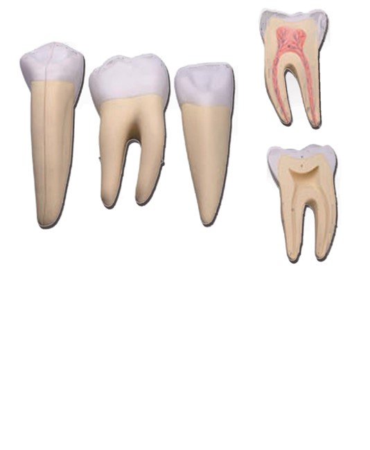 Set 3 denti Set 3 denti