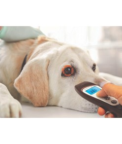 Termometro Visiofocus veterinario Termometro Visiofocus veterinario