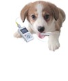Pulsoximetro veterinario Pulsoximetro veterinario