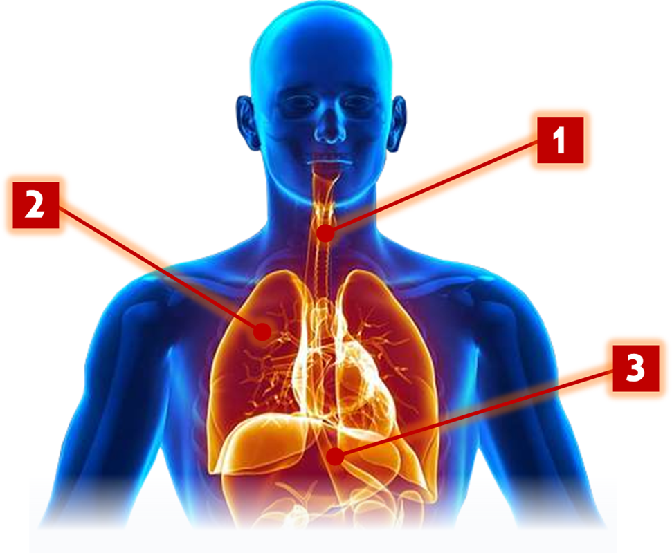 Vie Respiratorie: schema 