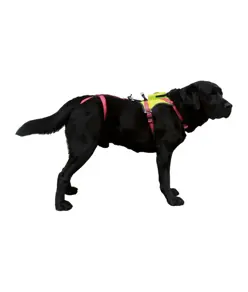 KRONOS - Imbracatura per cani Camp