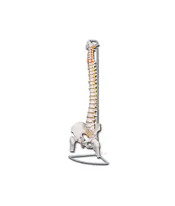 Colonna vertebrale flessibile