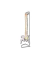Colonna vertebrale flessibile