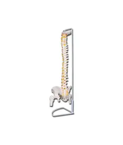 Colonna vertebrale flessibile
