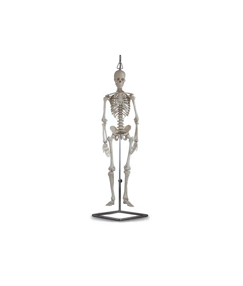 Mini scheletro, altezza: 80 cm