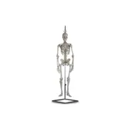 Scheletro, colonne, cranio