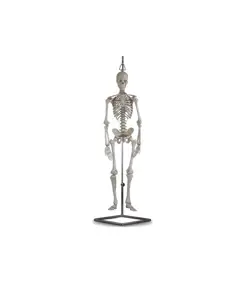 Mini scheletro