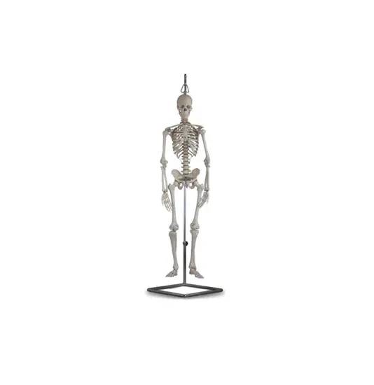 Mini scheletro