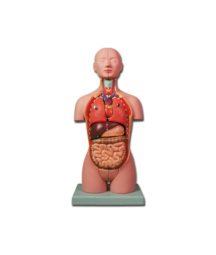 Mini torso, 20 x 15 x h 45 cm