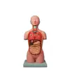 Mini torso