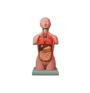 Torso e muscoli