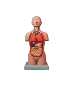 Mini torso