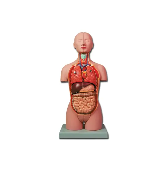 Mini torso