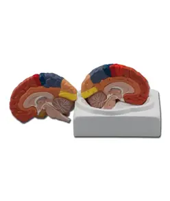 Modello aree cerebrali