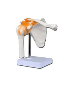 Modello articolazione spalla