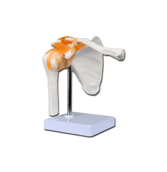 Modello articolazione spalla