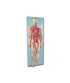 Modello cardio-vascolare