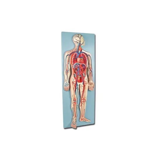 Modello cardio-vascolare