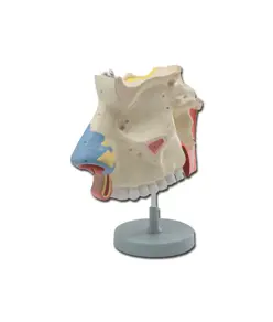 Modello cavità nasale